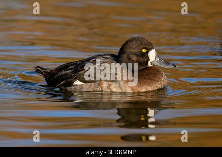 Femmina di grande scaup (Aythya marila) che nuota con riflessi autunnali sull'acqua, Regno Unito Foto Stock