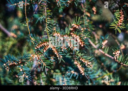 Canadian Hemlock in Bloom per la pubblicazione botanica e decorazione del giardino Foto Stock