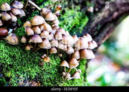 Funghi boschivi - gruppo di funghi su un albero caduto nella foresta. Loch Lomond, Scozia Foto Stock