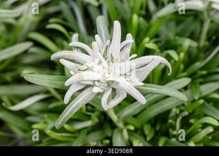 Primo piano di Edelweiss (Leontopodium alpinum), emblematico fiore alpino che cresce in un ambiente di alta montagna. Simbolo di purezza, natura alpina e raro botano Foto Stock