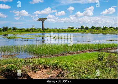 Campo di riso e Baobab Tree Landscape a Morondava, Madagascar Foto Stock