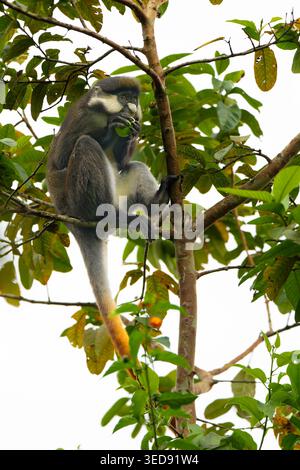 Scimmia dalla coda rossa (Cercopithecus ascanius), nota anche come scimmia dal naso bianco dalle guance nere, gueno dalla coda rossa, scimmia rossa o gueno di Schmidt. Foto Stock