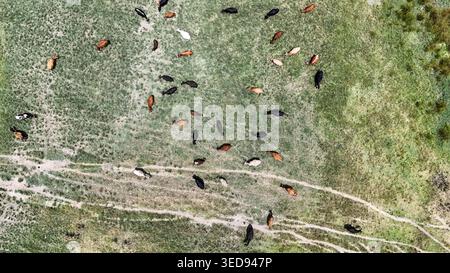 Vista aerea di una mandria di bovini che pascolano su un pascolo verde lussureggiante con tracce di sterrato visibili a Bloemfontein, Stato libero, Sud Africa. Foto Stock