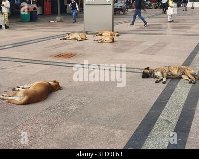 Cinque cani di strada dormono e si riposano su una piazza pubblica lastricata, probabilmente in India. I cani, che sembrano essere randagi con vari Foto Stock