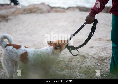 Un cane tiene giocosamente il guinzaglio mentre il suo proprietario gode di un momento in riva al mare. L'immagine cattura il legame e la gioia tra di loro in un ambiente naturale Foto Stock