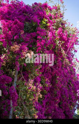Splendidi fiori di bouganville magenta cadono lungo una parete ricoperta di alberi a Madeira, creando un'esposizione mozzafiato di vivaci fiori rosa Foto Stock