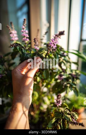 Toccando le mani foglie di basilico thailandese in fiore in vaso sul balcone. Coltivazione di erbe speziate fatte in casa. Foto Stock