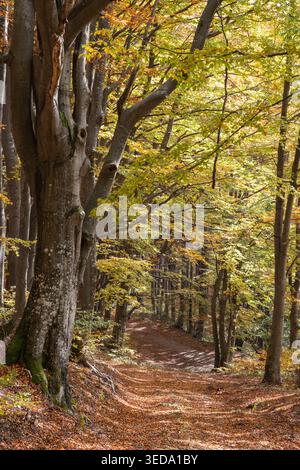 Gabrovo, Bulgaria. Crogiolano i colori in una foresta bulgara. Foto Stock