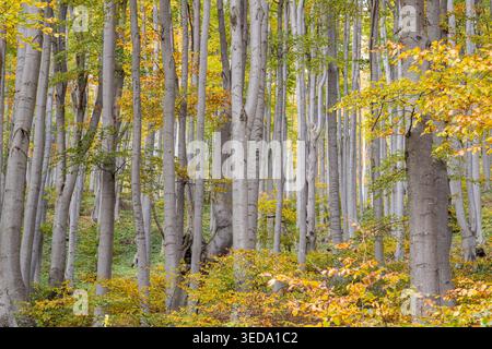 Gabrovo, Bulgaria. Colori autunnali e pioppi eurasiatici in una foresta bulgara. Foto Stock