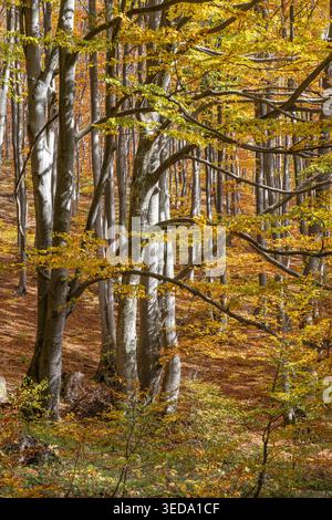 Gabrovo, Bulgaria. Colori autunnali e pioppi eurasiatici in una foresta bulgara. Foto Stock