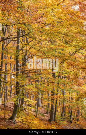 Gabrovo, Bulgaria. Colori autunnali e pioppi eurasiatici in una foresta bulgara. Foto Stock