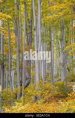 Gabrovo, Bulgaria. Colori autunnali e pioppi eurasiatici in una foresta bulgara. Foto Stock