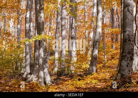 Gabrovo, Bulgaria. Colori autunnali e pioppi eurasiatici in una foresta bulgara. Foto Stock