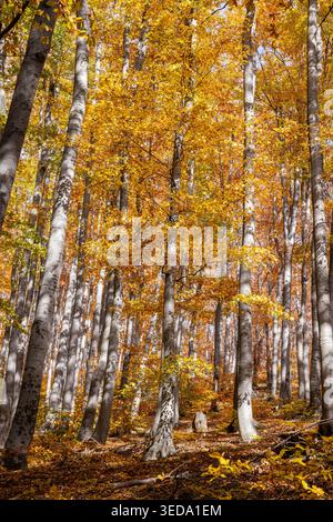 Gabrovo, Bulgaria. Colori autunnali e pioppi eurasiatici in una foresta bulgara. Foto Stock
