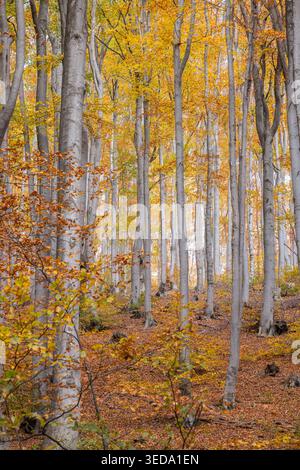 Gabrovo, Bulgaria. Colori autunnali e pioppi eurasiatici in una foresta bulgara. Foto Stock