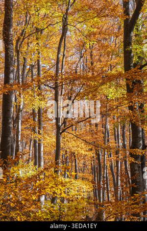 Gabrovo, Bulgaria. Colori autunnali e pioppi eurasiatici in una foresta bulgara. Foto Stock