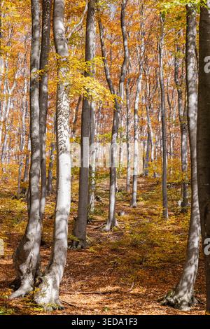 Gabrovo, Bulgaria. Colori autunnali e pioppi eurasiatici in una foresta bulgara. Foto Stock