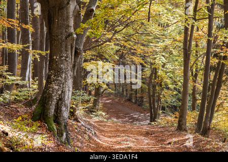 Gabrovo, Bulgaria. Crogiolano i colori in una foresta bulgara. Foto Stock