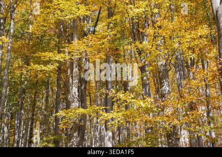 Gabrovo, Bulgaria. Colori autunnali e pioppi eurasiatici in una foresta bulgara. Foto Stock