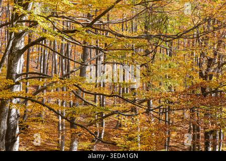 Gabrovo, Bulgaria. Colori autunnali e pioppi eurasiatici in una foresta bulgara. Foto Stock