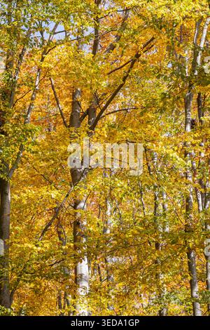 Gabrovo, Bulgaria. Colori autunnali e pioppi eurasiatici in una foresta bulgara. Foto Stock