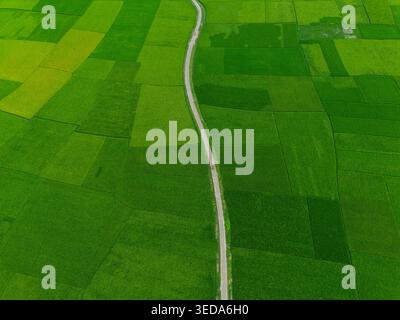 Veduta aerea di vivaci risaie verdi e terreni agricoli con una stretta strada tortuosa che attraversa il paesaggio Joypurhat, divisione Rajshahi, Foto Stock