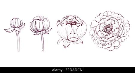 Ciclo di peonia fiorisce e gemme. Collezione floreale per design e decorazioni botaniche Illustrazione Vettoriale