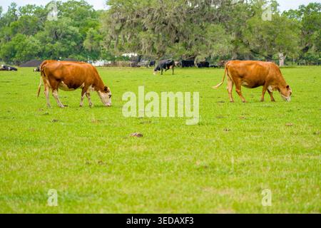 Due bovini domestici, Bos taurus, che pascolano fianco a fianco su un campo di pascolo verde brillante vicino alle querce in estate. Foto Stock