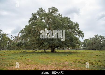 Massiccio albero di quercia viva del sud di Quercus pesantemente drappeggiato dal muschio spagnolo appeso Tillandsia usneoides fogliame su un pascolo agricolo verde. Foto Stock
