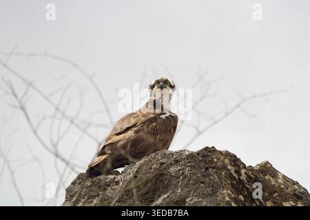 Rapace di Osprey arroccato su una roccia testurizzata, rivolto in avanti con uno sguardo intenso su uno sfondo morbido e chiaro, che ritrae la concentrazione e la vigilanza Foto Stock