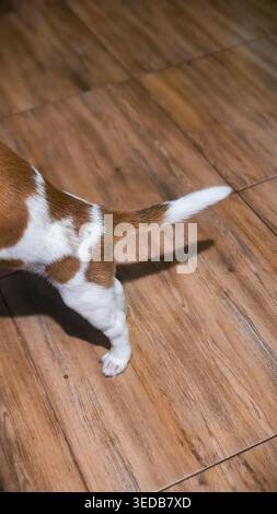 Primo piano di zampe e coda di un piccolo cane sul pavimento di legno Foto Stock