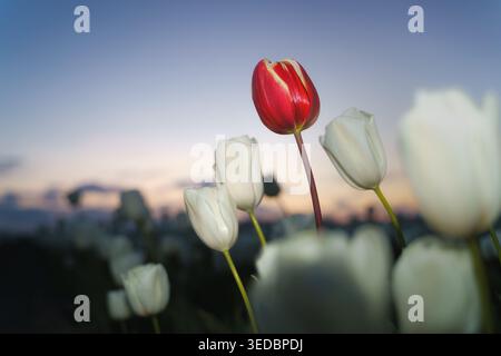 Un singolo tulipano rosso si distingue contro un campo di fiori bianchi al crepuscolo, creando un sorprendente contrasto visivo. Foto Stock