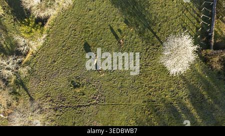 Veduta aerea dei caprioli che pascolano in un prato verde con lunghe ombre e un albero in fiore in Galizia, Spagna. Foto Stock