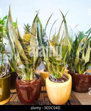 Mini piante di ananas decorative in vasi di ceramica avvolti in plastica. Perfette per l'arredamento della casa o per regali unici, queste piante tropicali da interno aggiungono un tocco vibrante Foto Stock