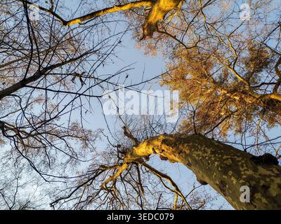Maestosi platani brillano di luce dorata contro un cielo azzurro. Questa foto a basso angolo cattura la bellezza e la crescita della natura, perfetta per un dorso sereno Foto Stock