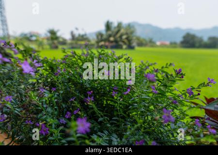 Un primo piano di piccoli fiori viola in primo piano con un morbido effetto bokeh che mostra un vasto campo di riso verde, palme e montagne lontane Foto Stock