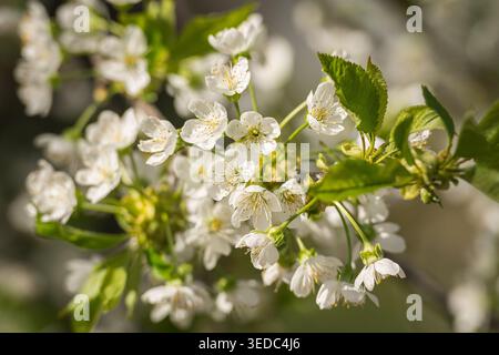 Una foto dettagliata e ravvicinata di un ramo di albero da frutto in piena fioritura primaverile mostra una delicata miscela di fiori bianchi, gemme in via di sviluppo e verde fresco Foto Stock