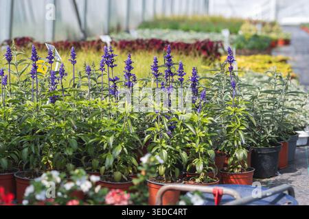 Una vivace selezione di lavanda, fiori e lussureggianti piante verdi esposte all'interno di una serra, pronte per la vendita Foto Stock
