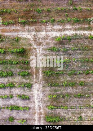 Vista aerea di filari organizzati di viti verdi che crescono in terra asciutta con un sentiero sterrato attraversato. Foto Stock