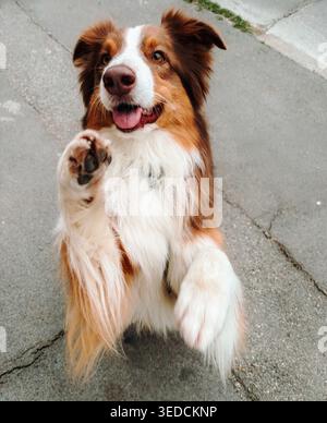 Felice pastore australiano in piedi sulle zampe posteriori e sollevando zampe sul marciapiede della città. Ritratto di cane giocoso con espressione allegra e comportamento di allenamento Foto Stock