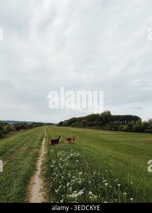 Due cani pastore australiano e tedesco in piedi su un prato erboso sotto un ampio cielo nuvoloso. Tranquillo paesaggio di campagna con cani in verde aperto Foto Stock