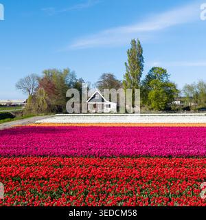 Vista aerea di vivaci file di tulipani rossi, rosa, arancio e bianco che fioriscono in un campo vicino a un piccolo cottage e lussureggianti alberi verdi sotto un chiaro blu sk Foto Stock