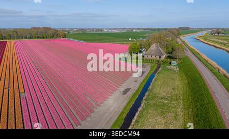 Vista aerea dei vivaci campi di tulipani rosa e arancio accanto a una tradizionale fattoria con tetto di paglia e a un lungo canale sotto un cielo blu cristallino dei Paesi Bassi. Foto Stock