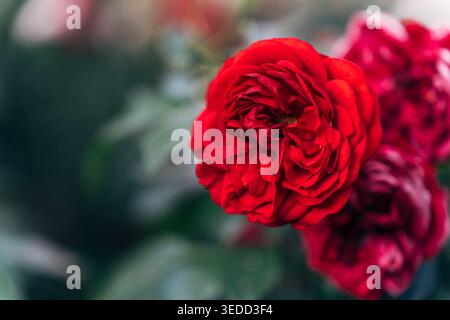 rosa rossa del giardino in piena fioritura con petali stratificati del gruppo rosa hybrid tea da vicino Foto Stock