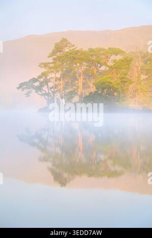 Misty Morning Sunlight on Scots Pine Trees at Tarn Hows nel Lake District, Regno Unito. Foto Stock