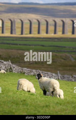 Pecore che pascolano in campo con Ribblehead Viaduct in background, Yorkshire Dales, Regno Unito. Foto Stock