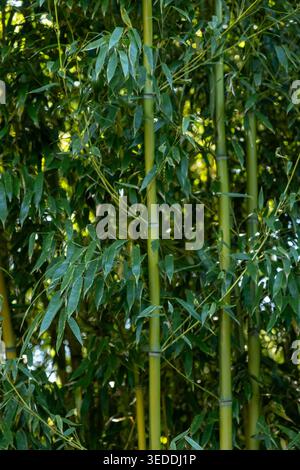 Lussureggiante foglie di bambù verdi sullo sfondo di un giardino tropicale. Foto Stock