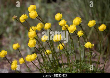 Ranunculaceae TROLLIUS EUROPAEUS globeflower europe kaukasus North america Foto Stock