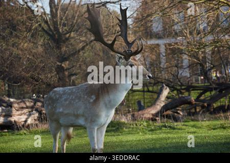 Cervi nel parco Foto Stock