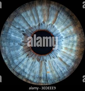 Primo piano dell'iride dell'occhio umano su sfondo nero, macrofotografia Foto Stock